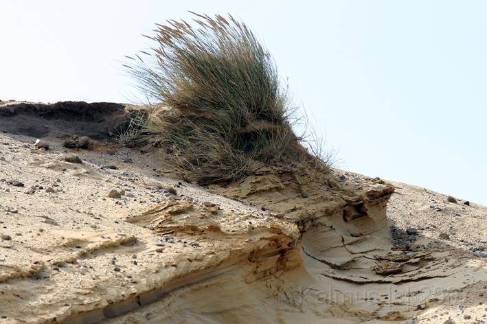 Morsum Kliff 26.jpg - Am Morsum Kliff